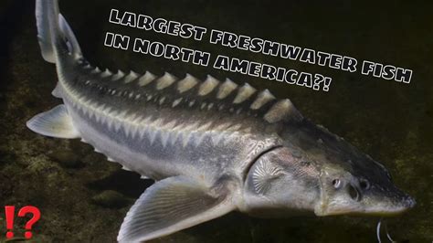 largest freshwater fish in america.